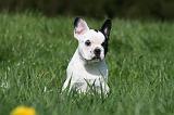 BOULEDOGUE FRANCAIS 1084